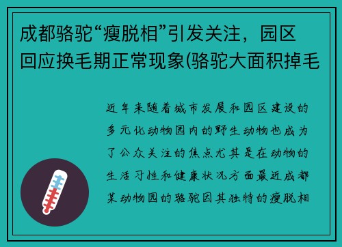 成都骆驼“瘦脱相”引发关注，园区回应换毛期正常现象(骆驼大面积掉毛)